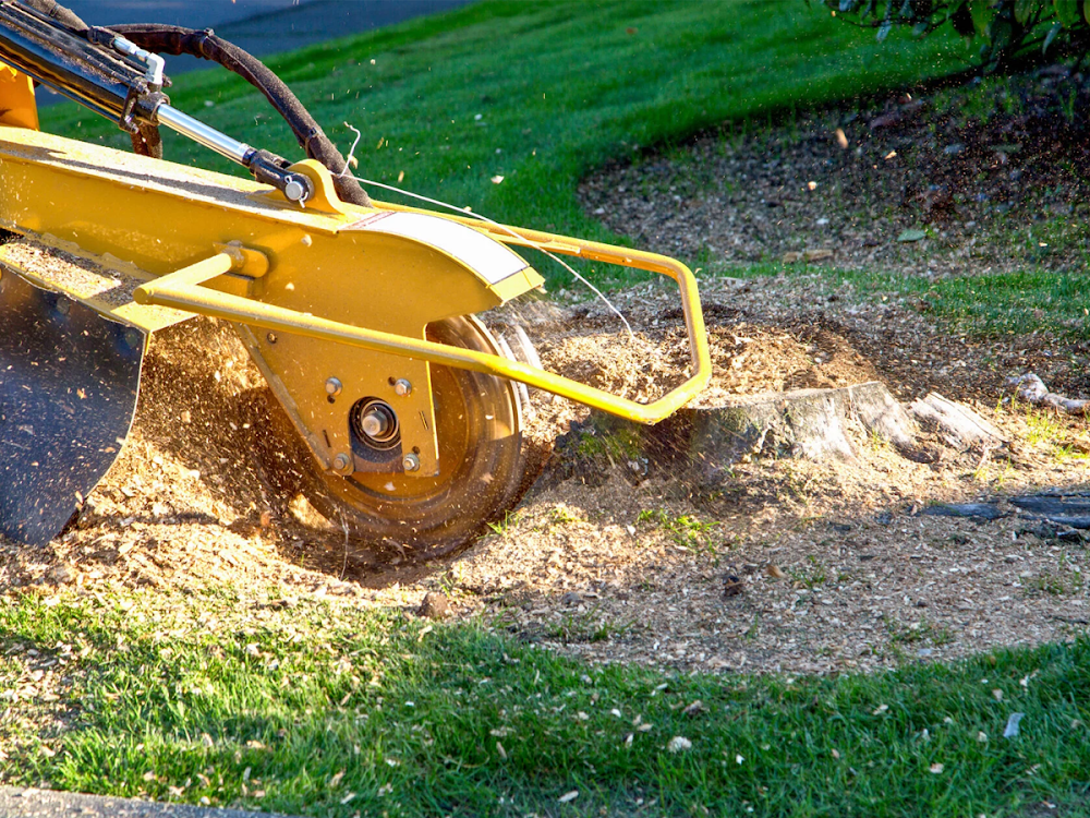 Panorama Tree Care: Tampa Tree Services